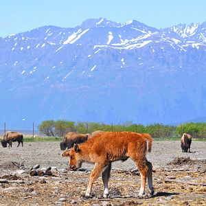 Wood Bison calf