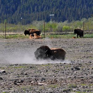 Wood Bison