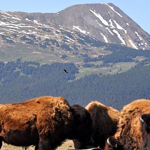 Bald Eagle flying over Wood Bison enclosure