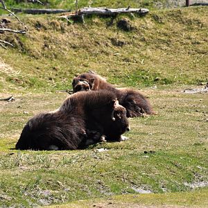 Musk Ox