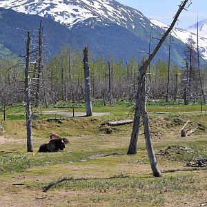 Musk Ox Enclosure