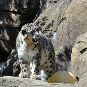 Snow Leopard