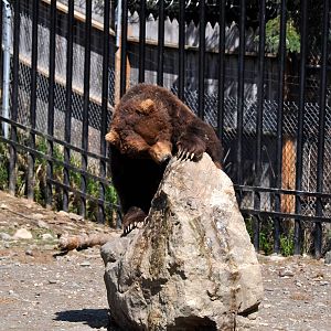 Brown Bear on enrichment rock