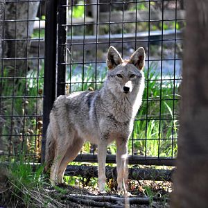 Coyote