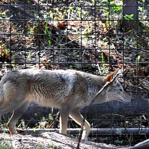 Coyote