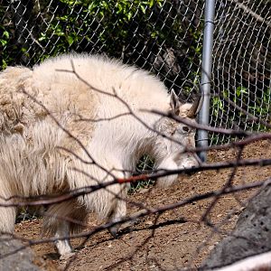 Mountain Goat