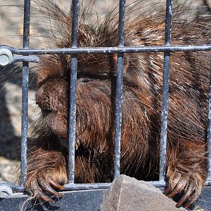 North American Porcupine
