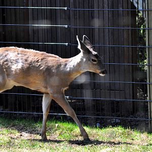 Sitka Black-tailed Deer