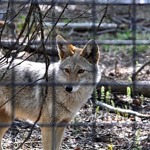 Coyote