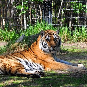 Amur Tiger