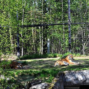 Amur Tiger Exhibit