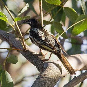 Regent Honeyeater