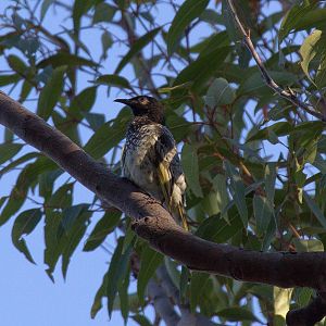 Regent Honeyeater