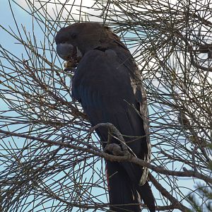Glossy Black Cockatoo