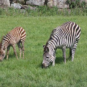 Grant's Zebra and foal, 9th June 2014