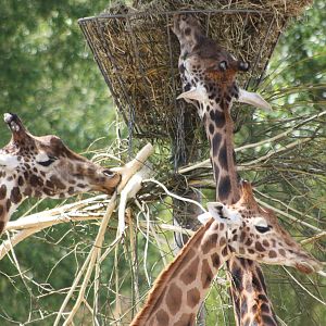Hybrid Giraffes, 9th June 2014