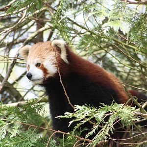 Red Panda, 9th June 2014