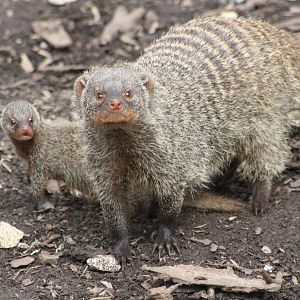 Banded Mongoose with youngster, 9th June 2014