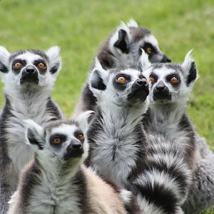 Ring-tailed Lemurs, 9th June 2014