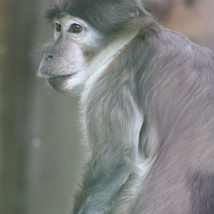 White-crowned Mangabey, 9th June 2014