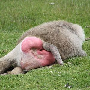 Hamadryas Baboon, 9th June 2014