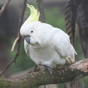 Greater Sulphur-crested Cockatoo, 9th June 2014