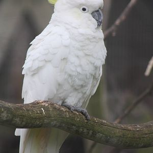 Greater Sulphur-crested Cockatoo, 9th June 2014