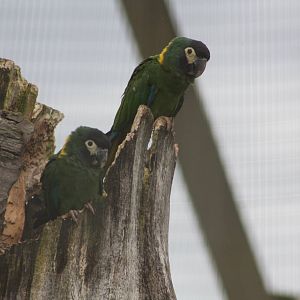 Yellow-collared Macaws, 9th June 2014