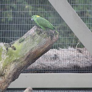 Yellow-naped Amazon, 9th June 2014