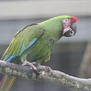 Military Macaw, 9th June 2014