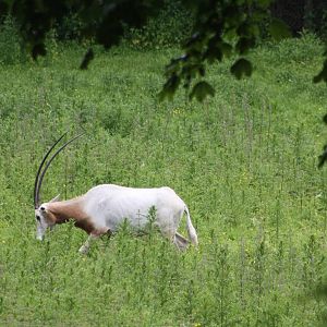 Scimitar-horned Oryx, 9th June 2014