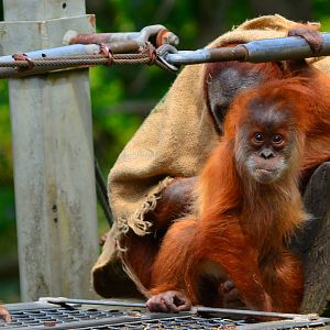 Jantho, Kea and Dana