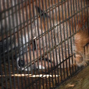 American Red Fox at Busch Wildlife Sanctuary, 14/10/13