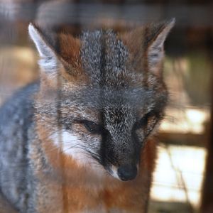 Common Grey Fox at Busch Wildlife Sanctuary, 14/10/13