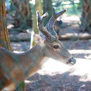 Florida White-tailed Deer at Busch Wildlife Sanctuary, 14/10/13