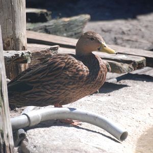 Mottled Duck at Busch Wildlife Sanctuary, 14/10/13