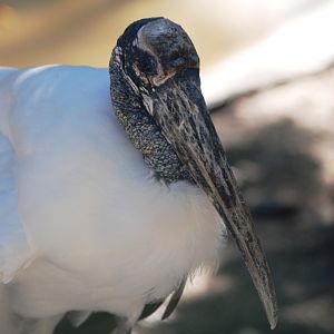 Wood Stork at Busch Wildlife Sanctuary, 14/10/13