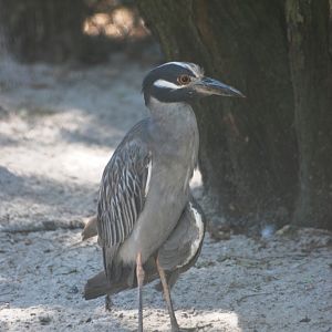 Yellow-crowned Night Heron at Busch Wildlife Sanctuary, 14/10/13