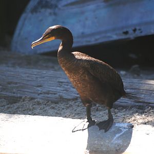 Double-crested Cormorant at Busch Wildlife Sanctuary, 14/10/13