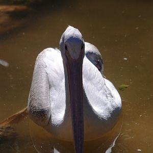American White Pelican at Busch Wildlife Sanctuary, 14/10/13