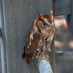Eastern Screech Owl at Busch Wildlife Sanctuary, 14/10/13