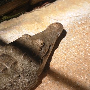 American Crocodile at Busch Wildlife Sanctuary, 14/10/13