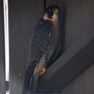 American Peregrine at Busch Wildlife Sanctuary, 14/10/13
