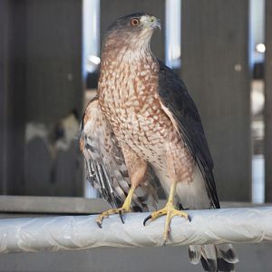 Cooper's Hawk at Busch Wildlife Sanctuary, 14/10/13