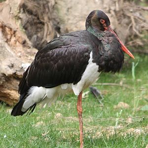 Black stork