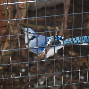 Blue Jay at Busch Wildlife Sanctuary, 14/10/13