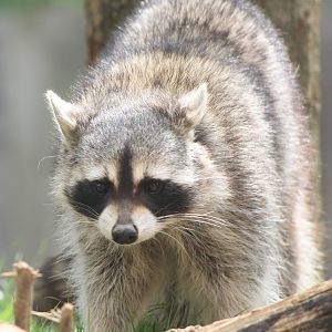 Raccoon