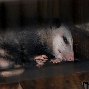 Virginia Opossum at Busch Wildlife Sanctuary, 14/10/13