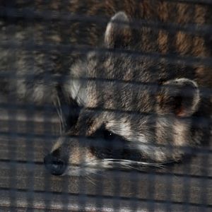 Northern Raccoon at Busch Wildlife Sanctuary, 14/10/13