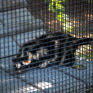 Eastern Spotted Skunk at Busch Wildlife Sanctuary, 14/10/13